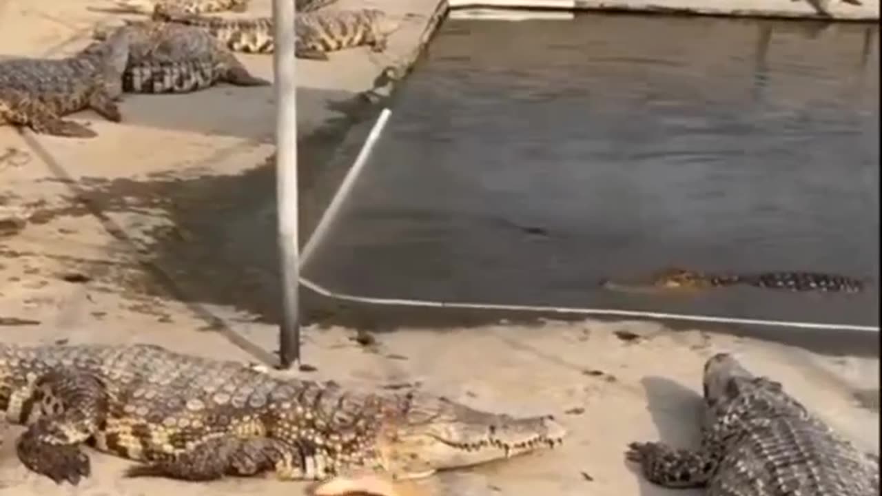 Funny Animal Videos