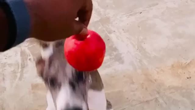 Great Dane Video 29