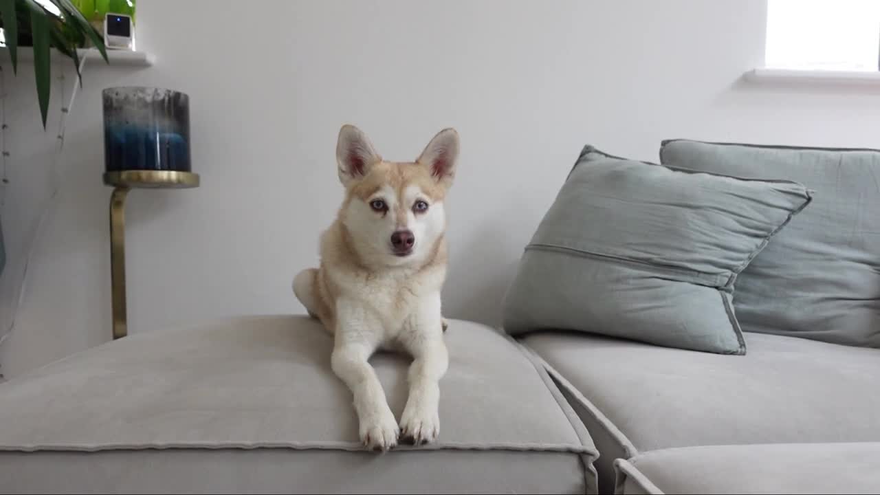 Cheeky MINI HUSKY tastes Kiwi for the first time - AND IS OBSESSED!