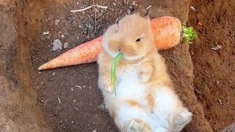 How cute 🥰❤️❤️❤️