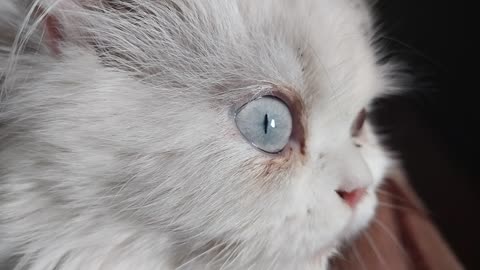 Cute White Persian Cat