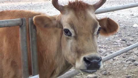 Wai'anae, HI — Naked Cow Dairy Farm and Creamery #4
