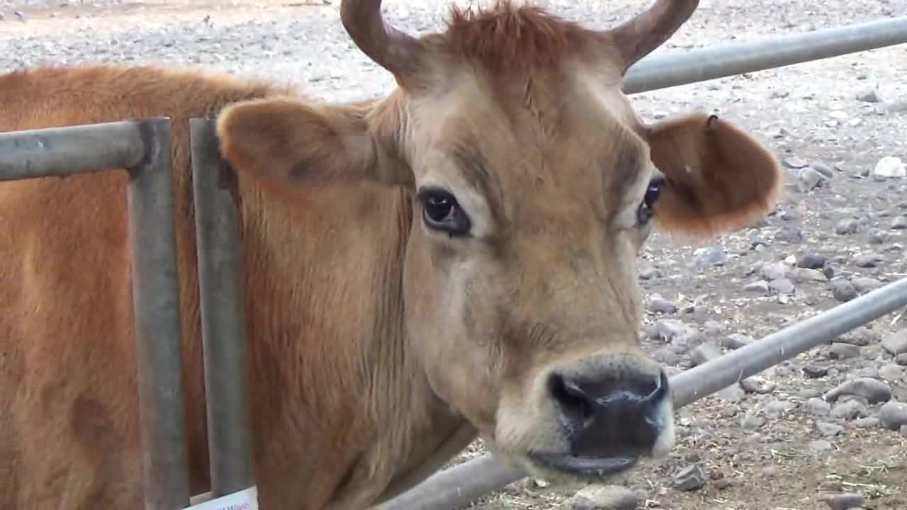 Wai'anae, HI — Naked Cow Dairy Farm and Creamery #4