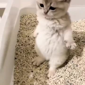 Baby Cats - Cute and Funny Cat Videos #cat#tiktok#shorts