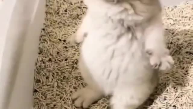 Baby Cats - Cute and Funny Cat Videos #cat#tiktok#shorts