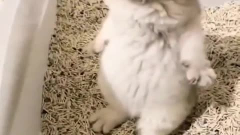 Baby Cats - Cute and Funny Cat Videos #cat#tiktok#shorts