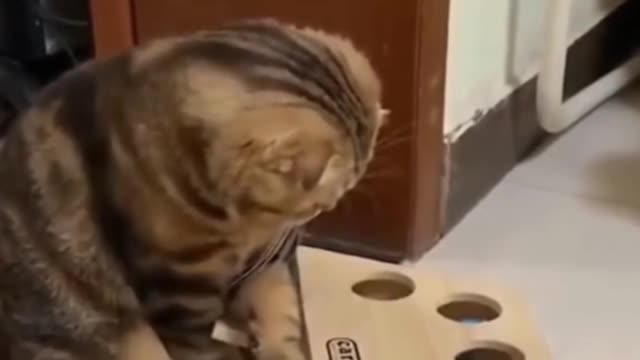 Cat is confused with toy