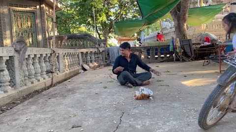 Funny Tiger prank