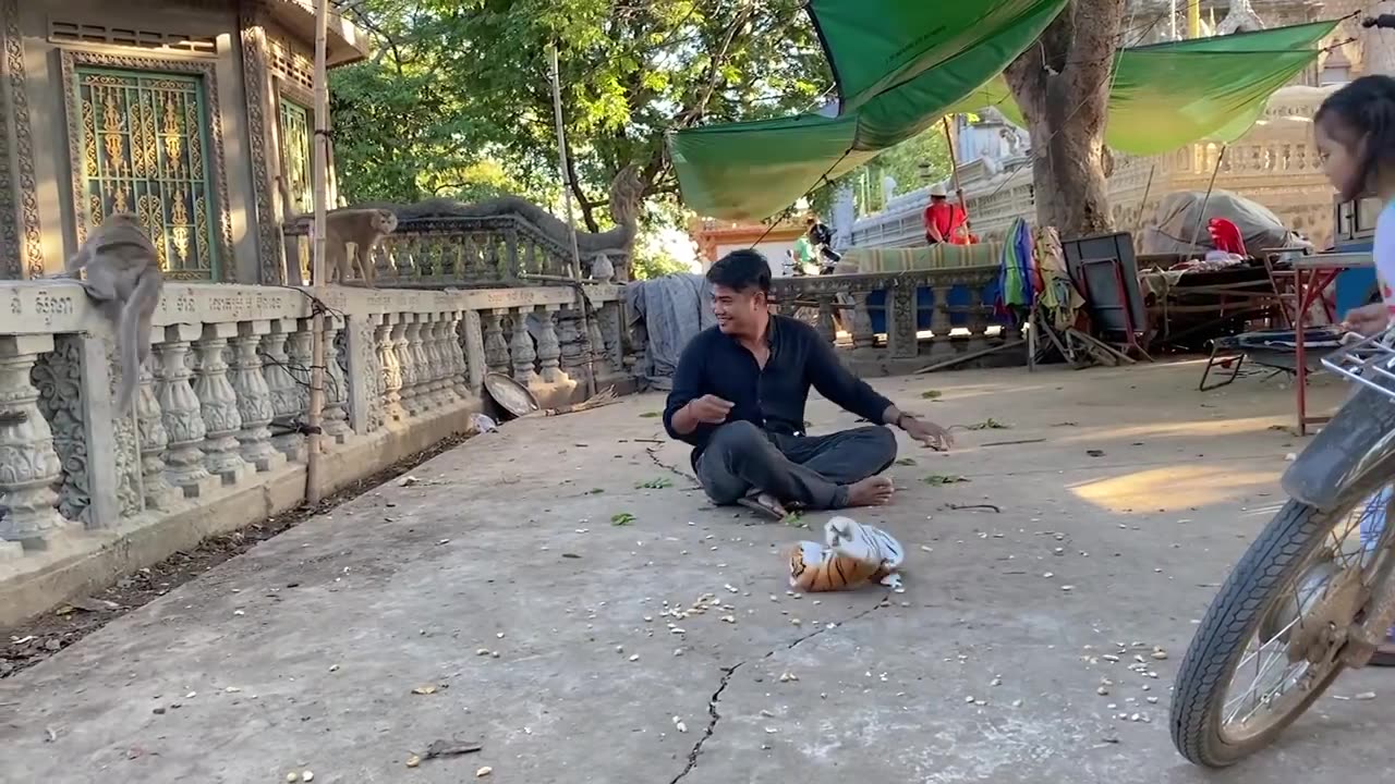 Funny Tiger prank