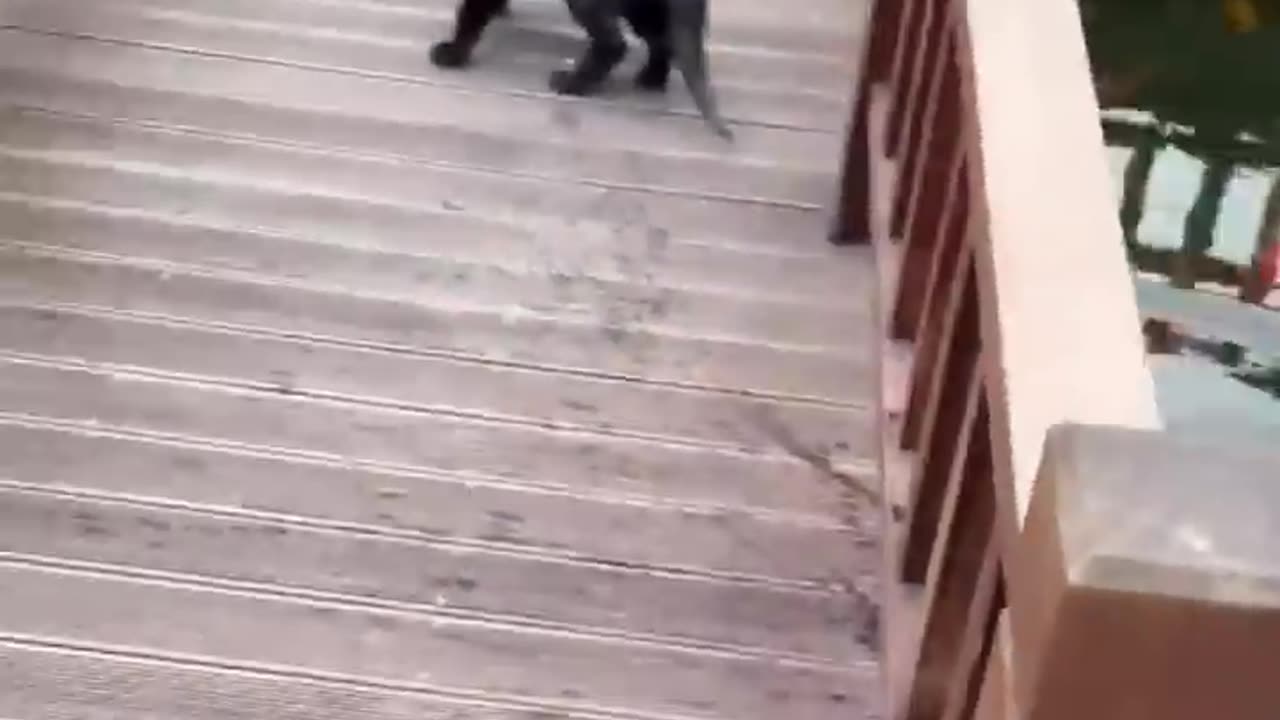 LOL, Super Funny Cute Cats Videos Best Moments of Cats Shorts πΊππ