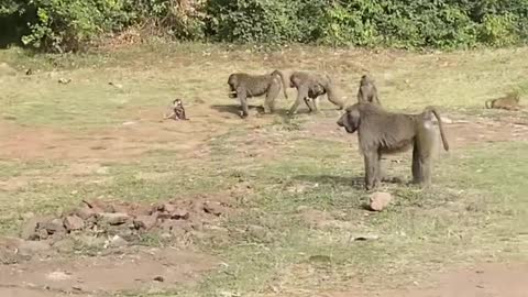 Adorable monkeys chilling by the road side