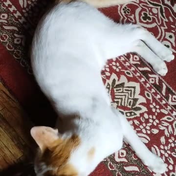 Exclusive first look at cat and pet's