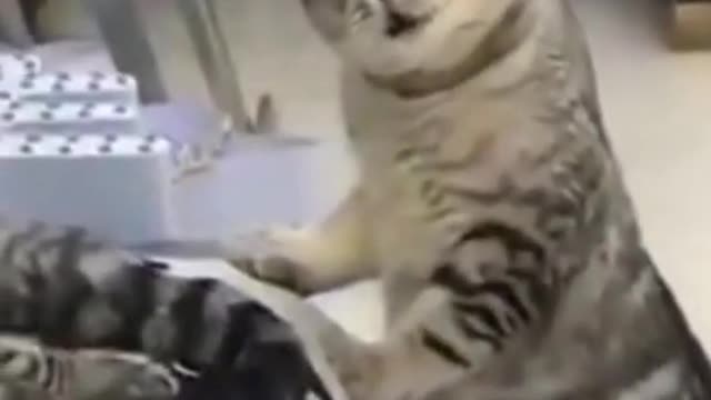 hilarious cat fight...