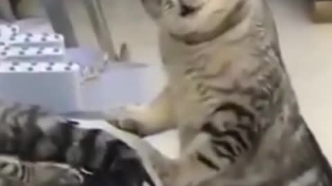 hilarious cat fight...