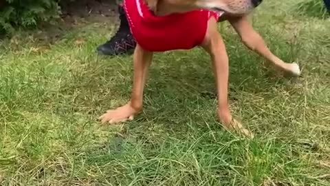 How to take care of disabled dog