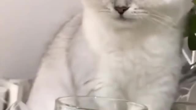 Cute Cat #short #Videos