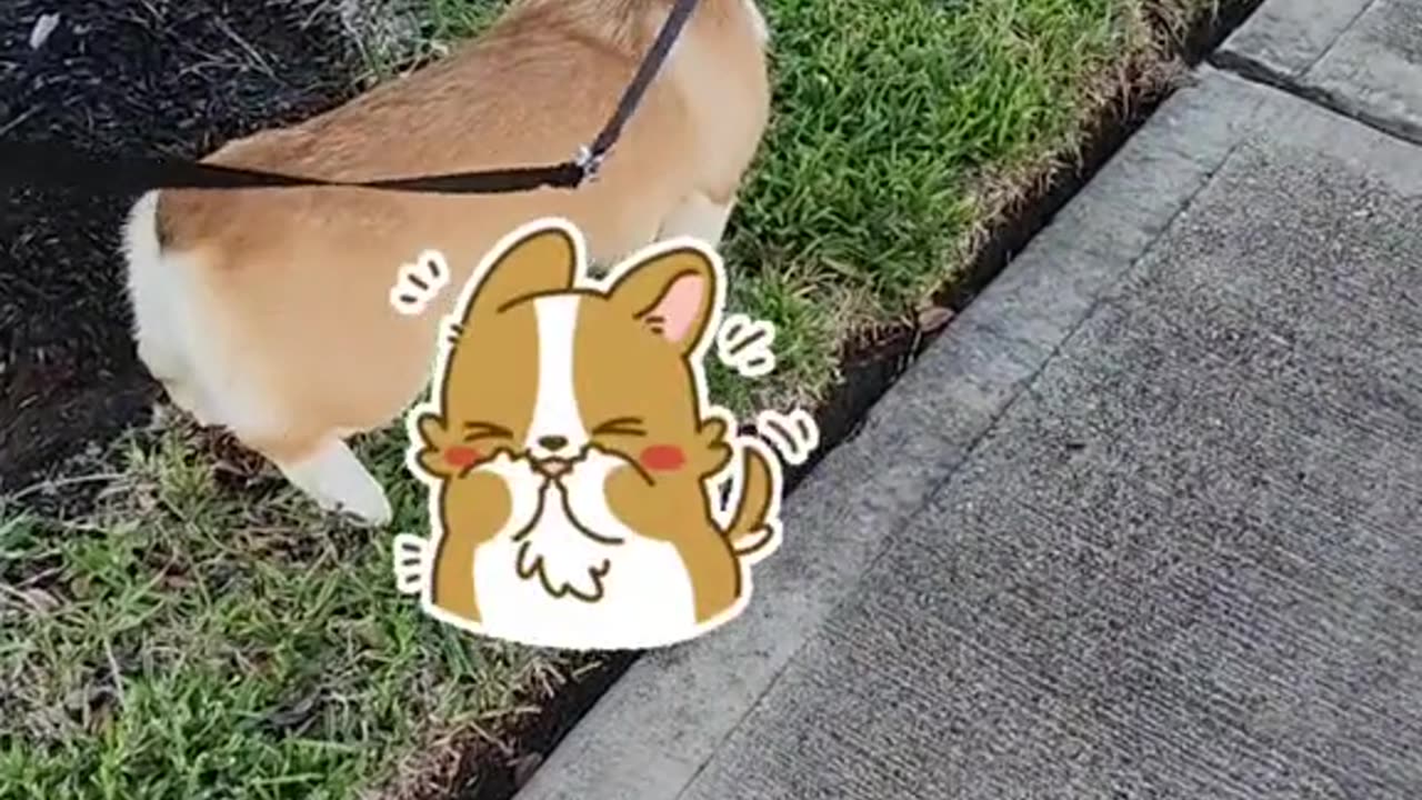 This is How We Begin Our Walk With Plump Our Corgi Puppy Everyday! 😁❤️