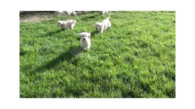 Swarm of Golden Retriever puppies