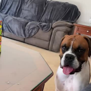 A group of Boxer dogs look at the food and do not approach it, it seems that they are full