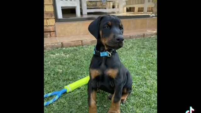 Watch Gus the doberman grow up in one month