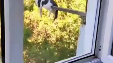 Funniest Animals 2023 😂😂 Best Cats and Dogs Videos 🐶😸