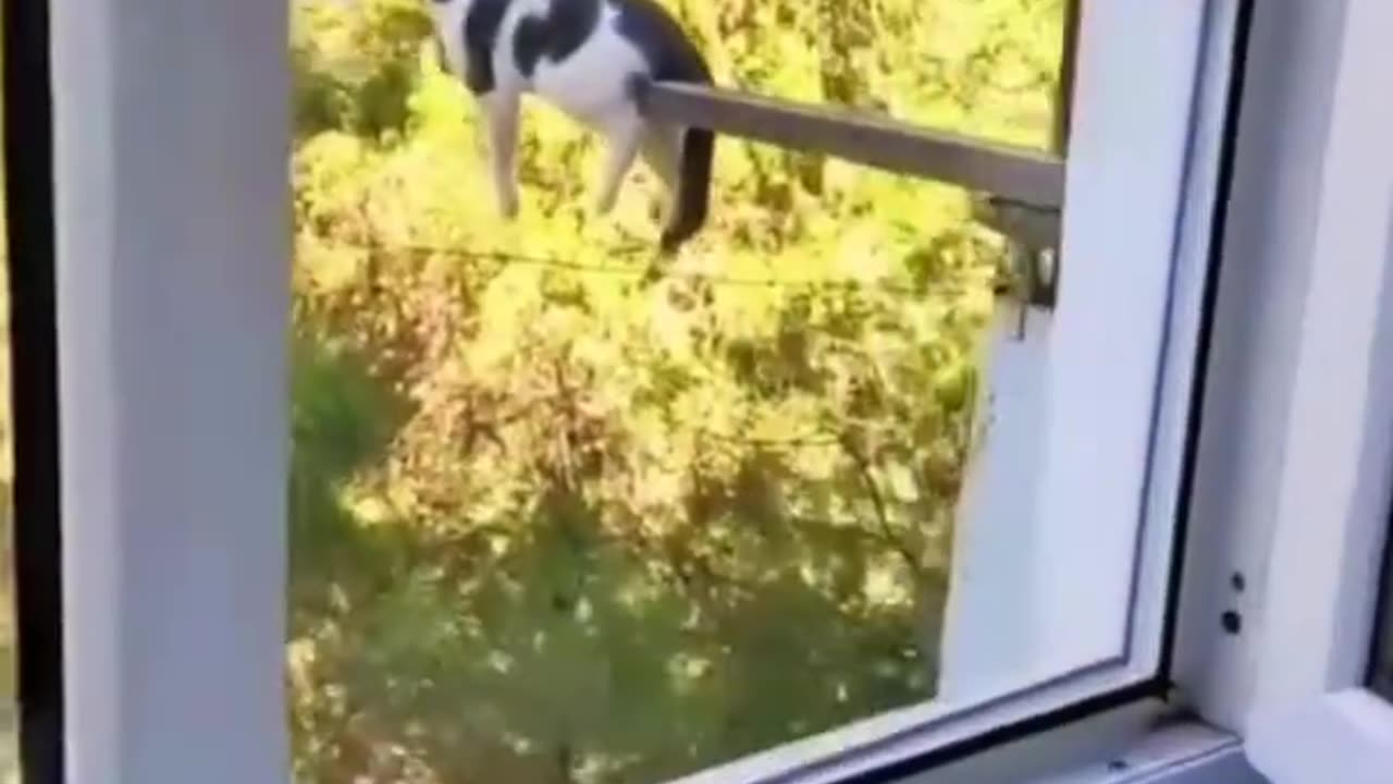 Funniest Animals 2023 😂😂 Best Cats and Dogs Videos 🐶😸