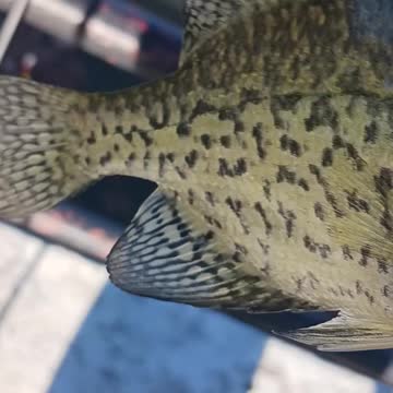 Black crappie