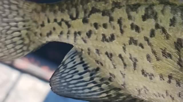 Black crappie