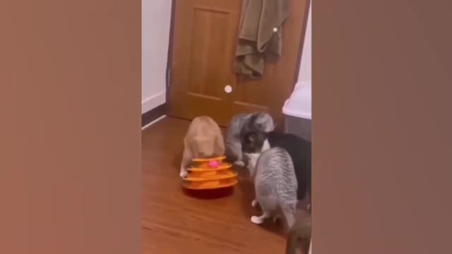 Funny animals. The most funny moments with cats and dogs. Animal Sounds. Part 25