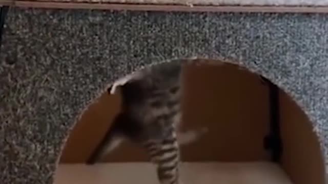 Funny cat video