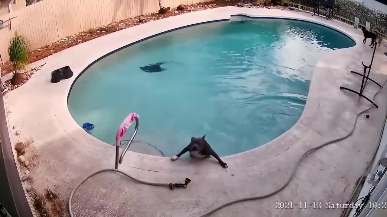 Funny Anima Videos ππ€© Cat dancing π₯° | funny moments π | Funny canπ Videos | Cute Animal Dairies