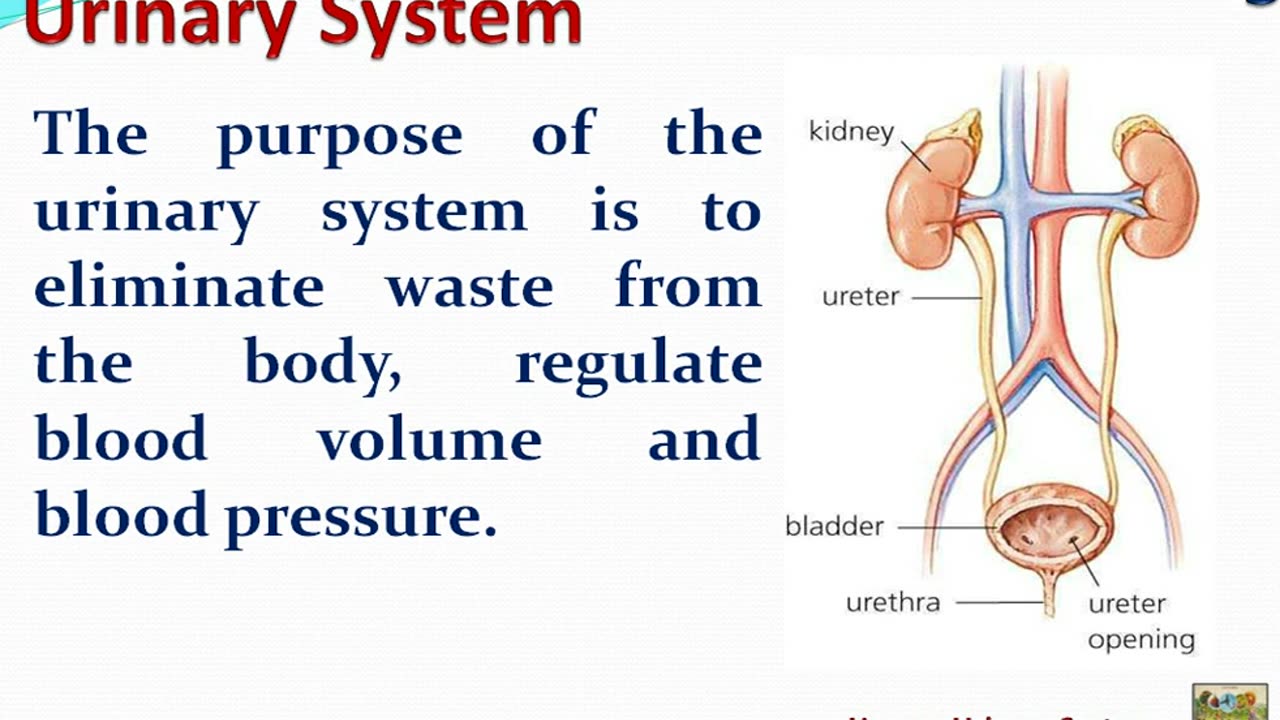 Urinary System of Human Body