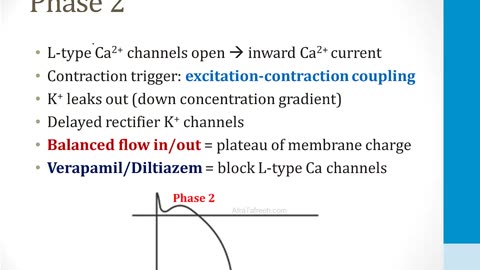Cardiology - 4. Arrhythmias - 1.Cardiac Action Potentials