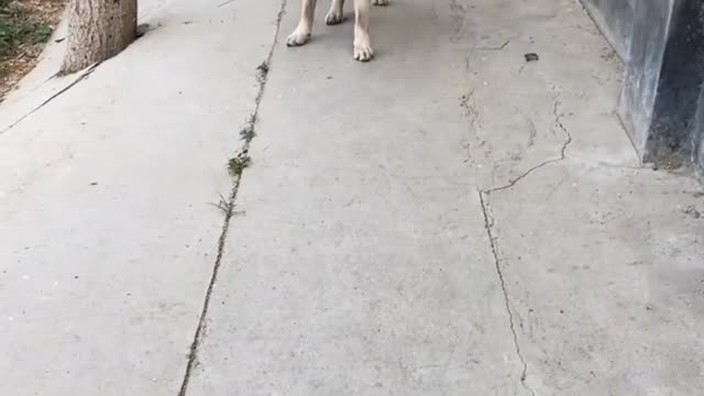 Pet dogs daily cute moments Pt.9