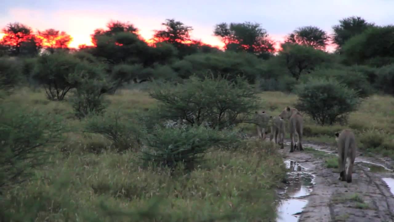 Lions and sunset