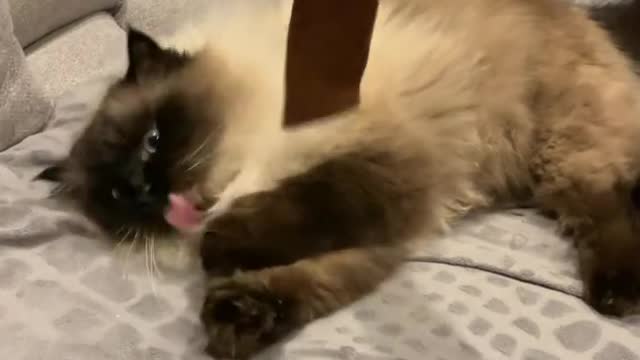 Kitten play with me adorable cat 💕 😺