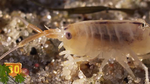15 scariest human parasites