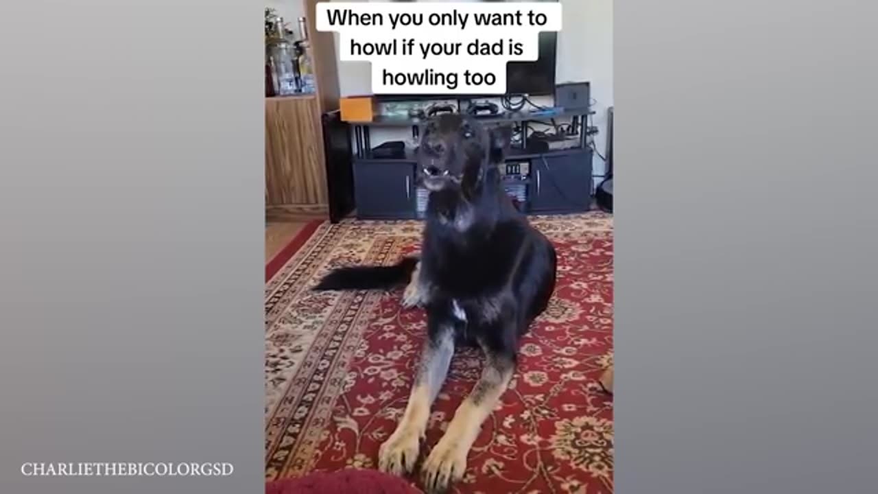 German Shepherds Are So Funny That You Laugh Uncontrollably