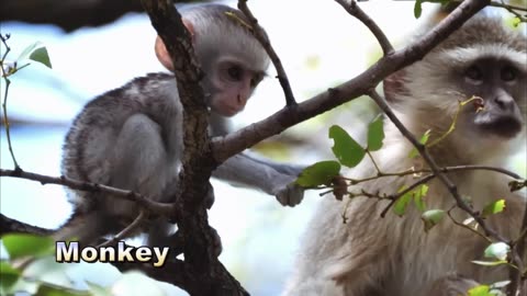 monkey funny video 🐒🐒🐒🐒