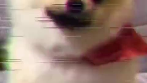 Cute Dog dances!