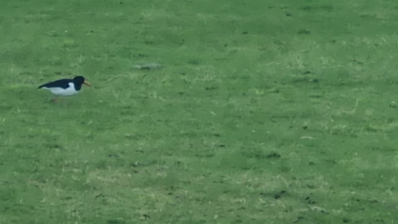 Oystercatcher On A Field In Great Britain.