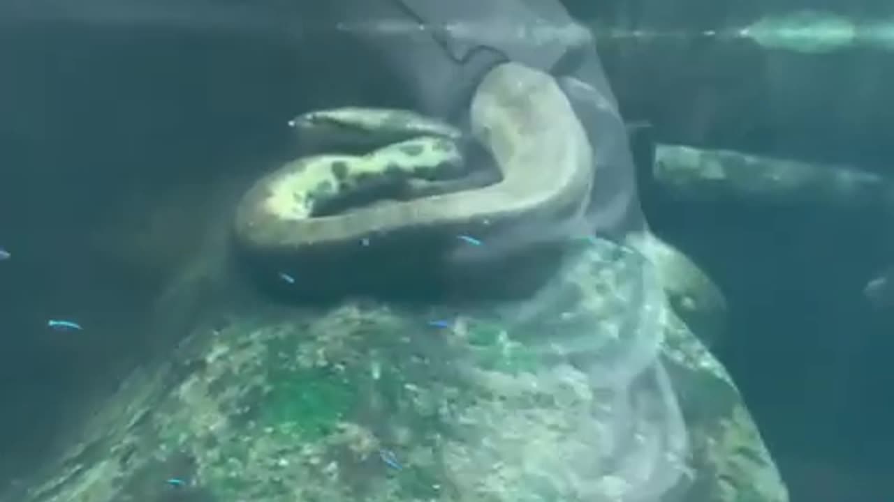 attacks man Green anaconda 😱https://youtube.com/shorts/5aIx58eKPas?feature=share