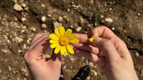 The yellow flower is amazing