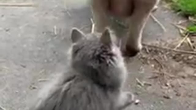 Funny cats | Funny dogs | funny cat videos | funny animals 🤣🤣😻😹