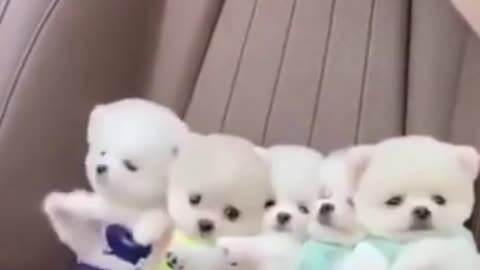 Cute baby dogs funny