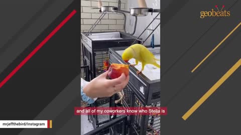 'Good girl' parrot turns out to be a boy_p6