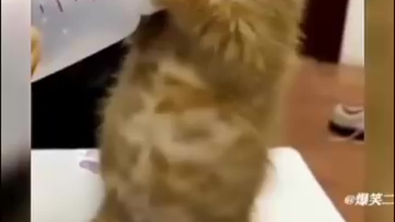 Funny animals