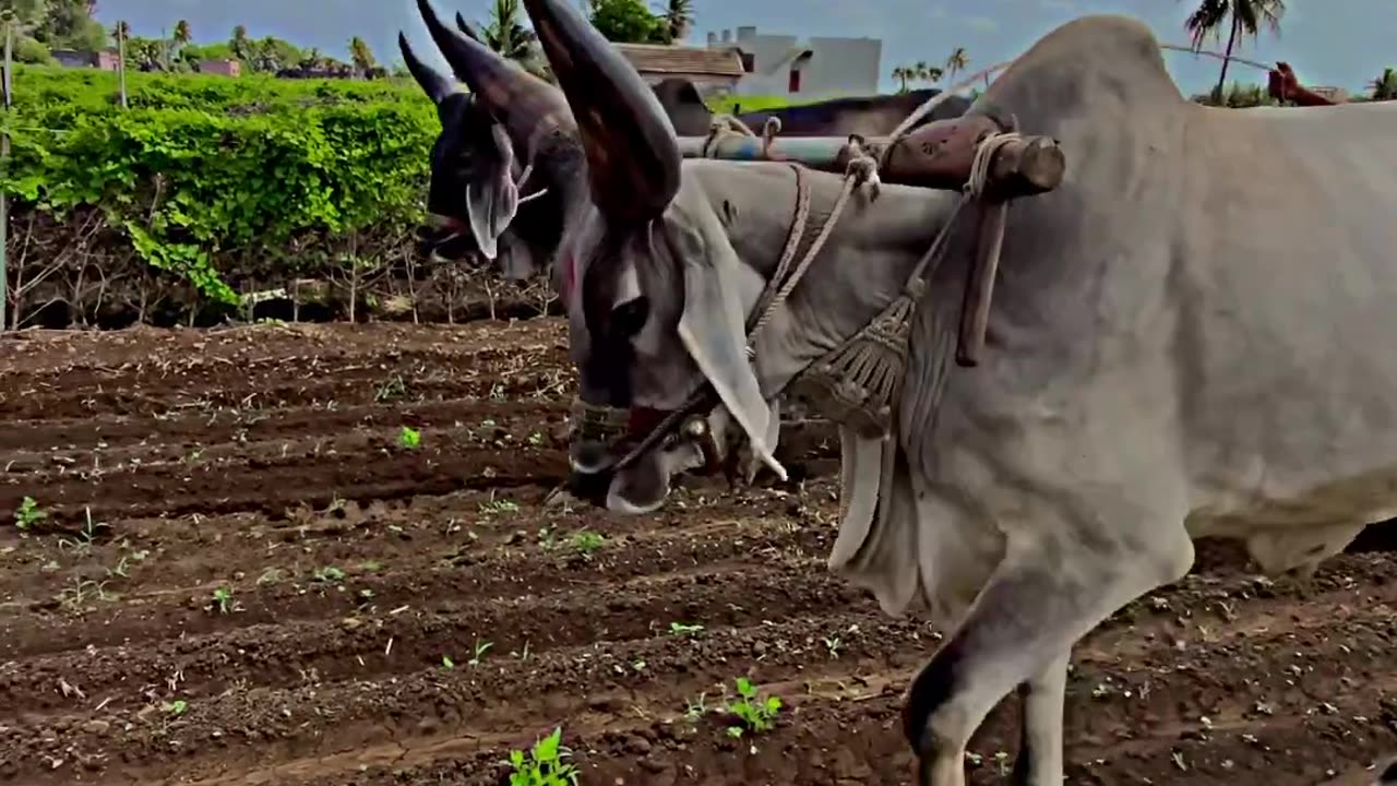 Asathi bij farm