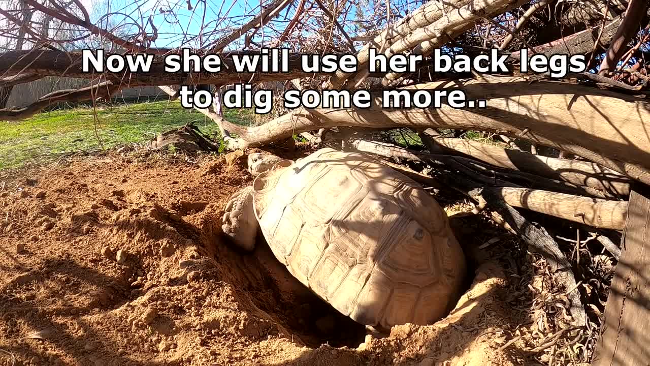 Tortoise Laying Eggs-8