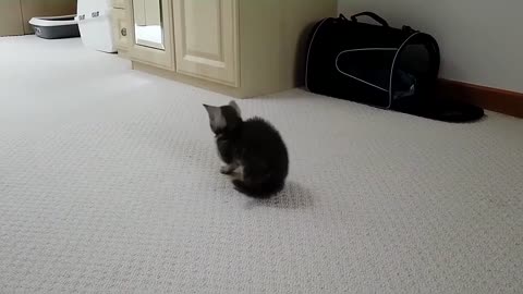 Tiny Kitten Adorably Plays With Toys